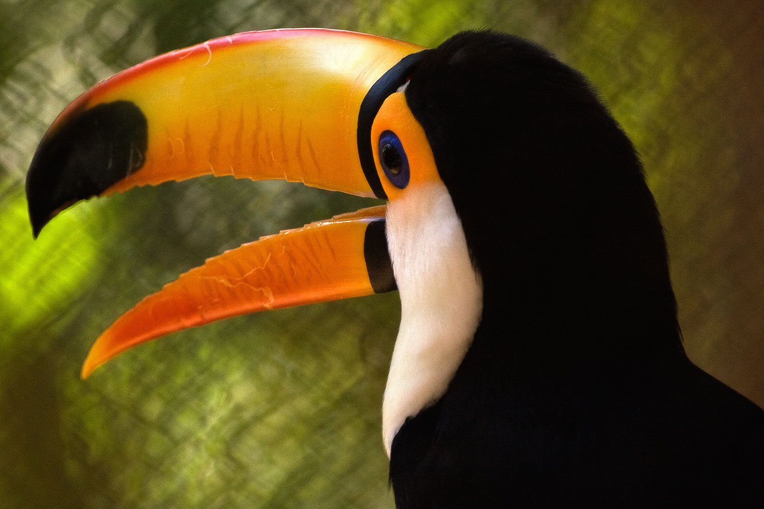 birds