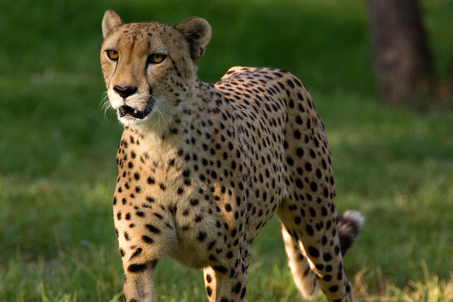2008 07 25 zoo cheetah 40d 8450