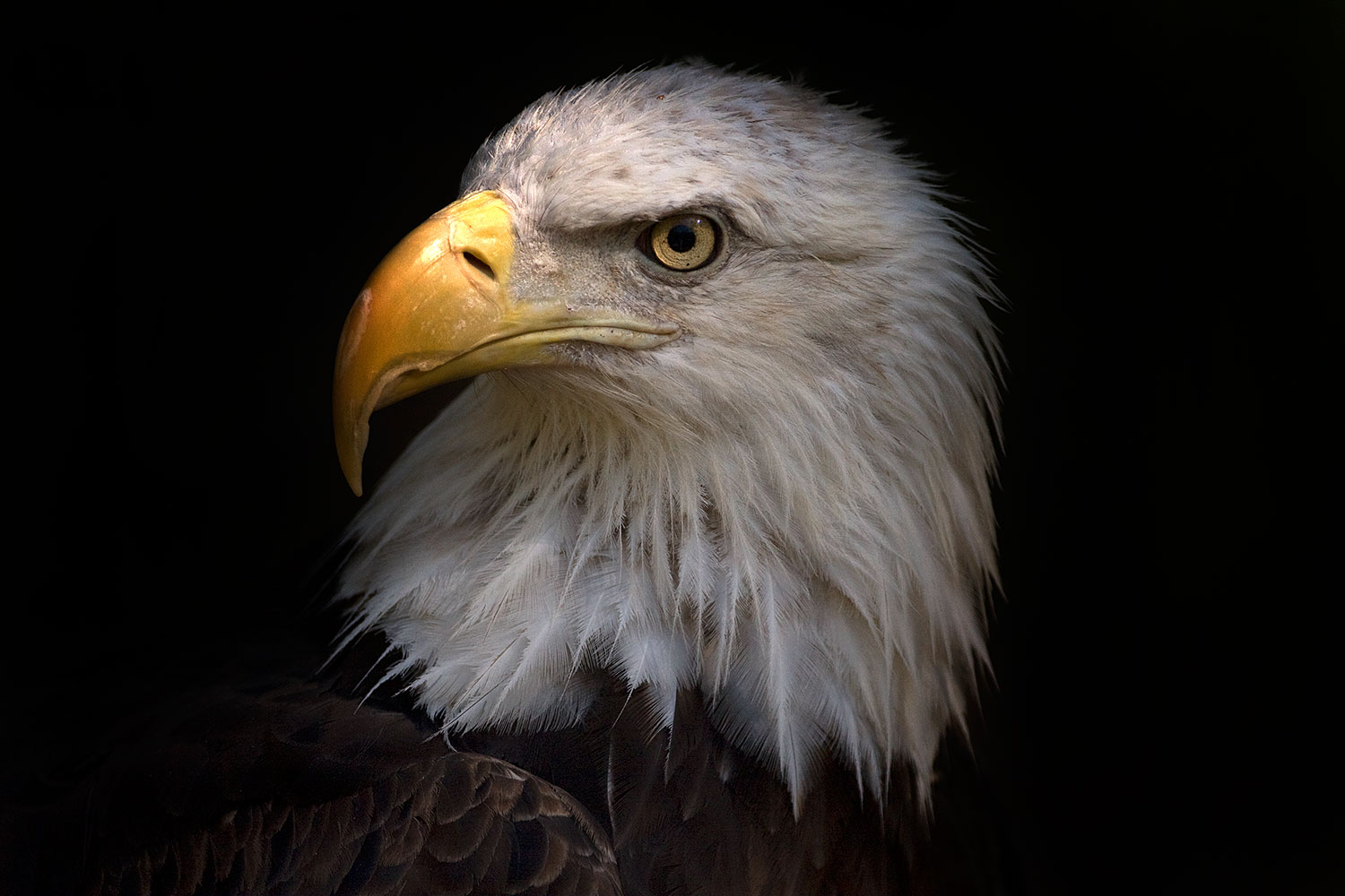 2008 07 25 zoo eagle 40d 8971