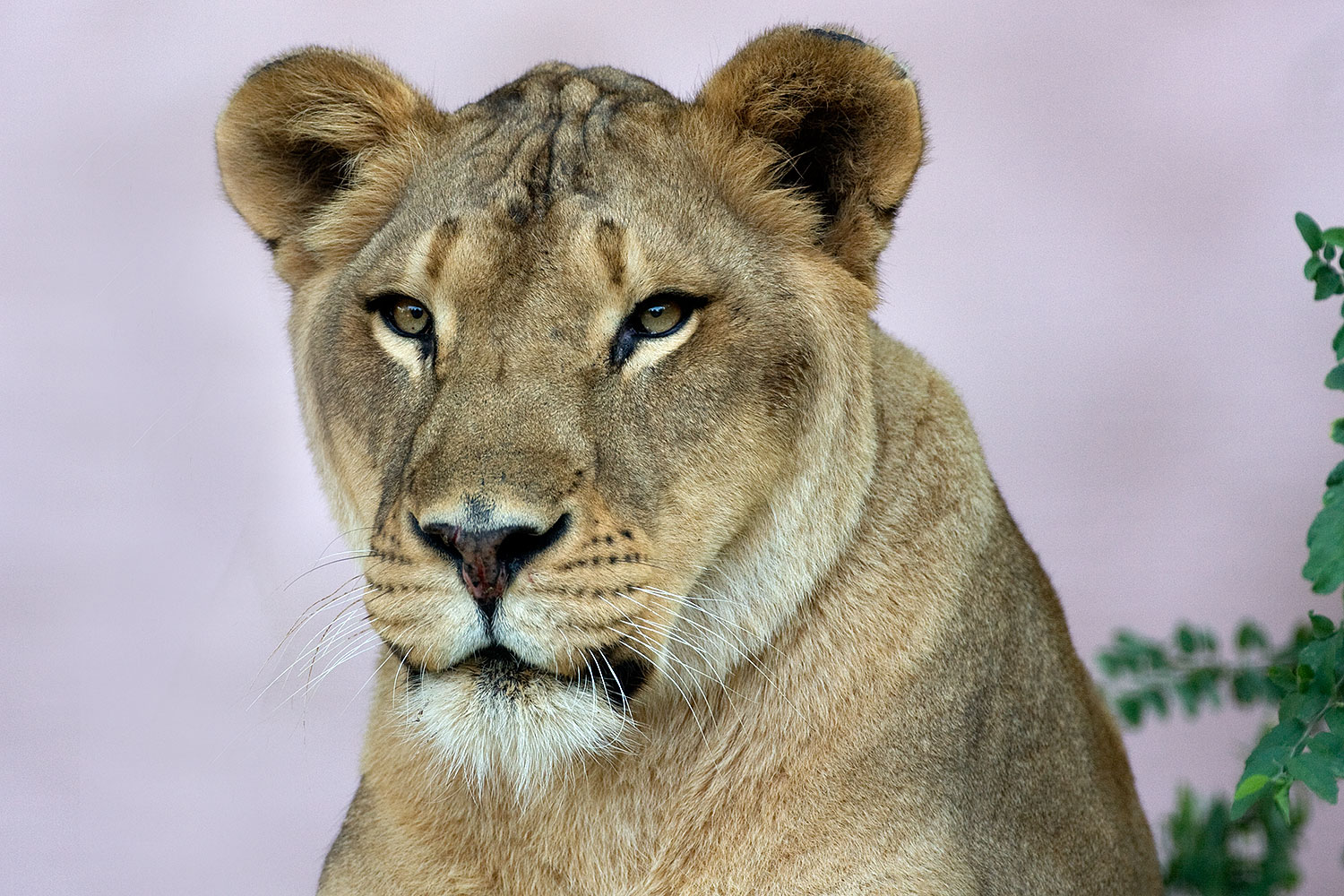 2008 07 25 zoo lionness 40d 8041