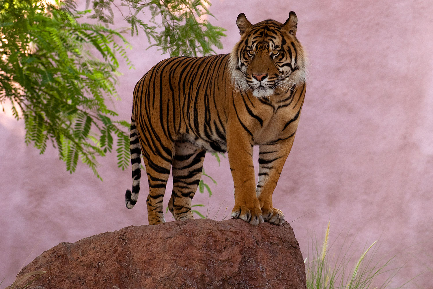 2008 08 07 zoo tiger 20440