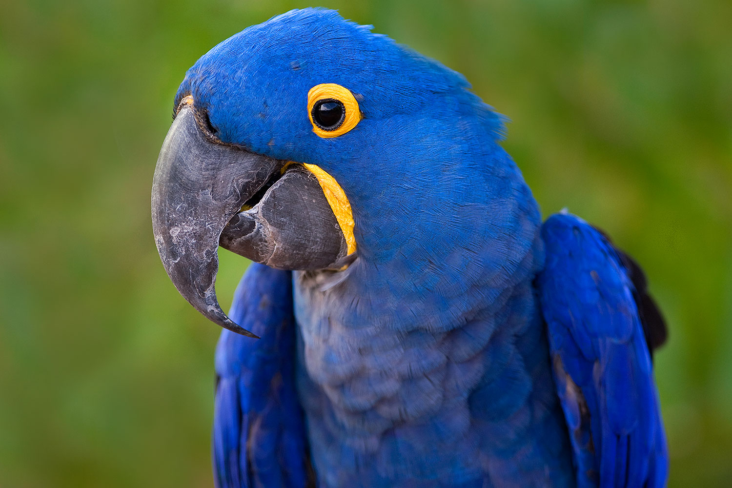 2008 08 08 zoo b macaw 40d 12738