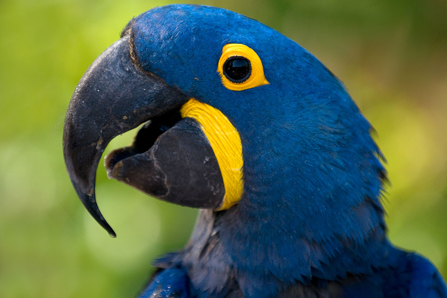 2008 08 09 zoo b macaw 21350