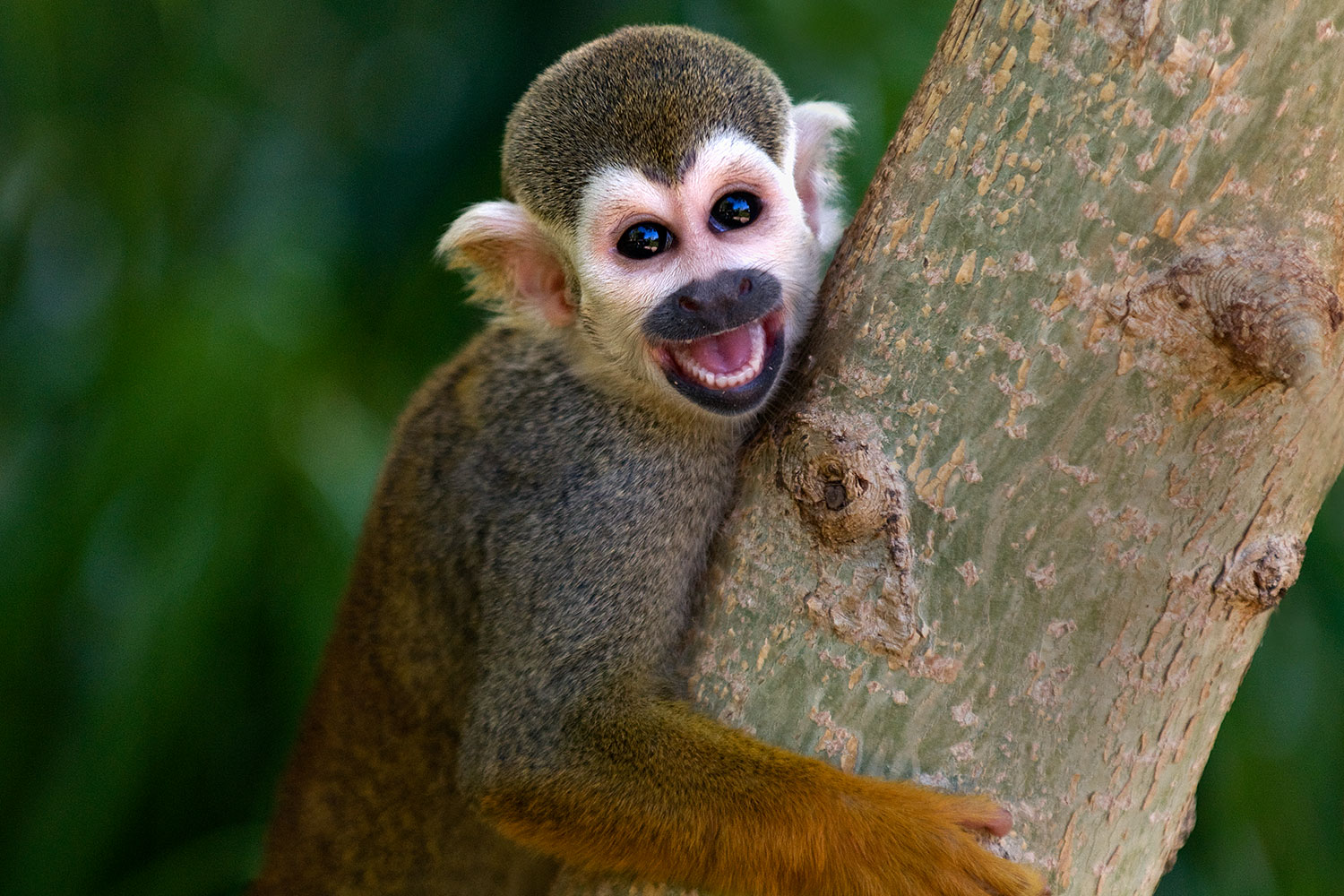 2008 08 09 zoo sq monkey 21121
