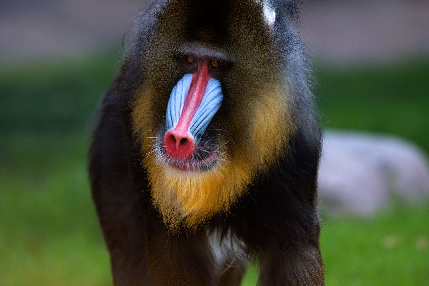 2008 08 10 zoo mandrill 40d 13855