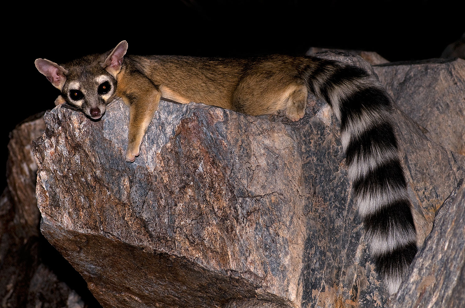 2008 09 18 squaw ringtail 28073