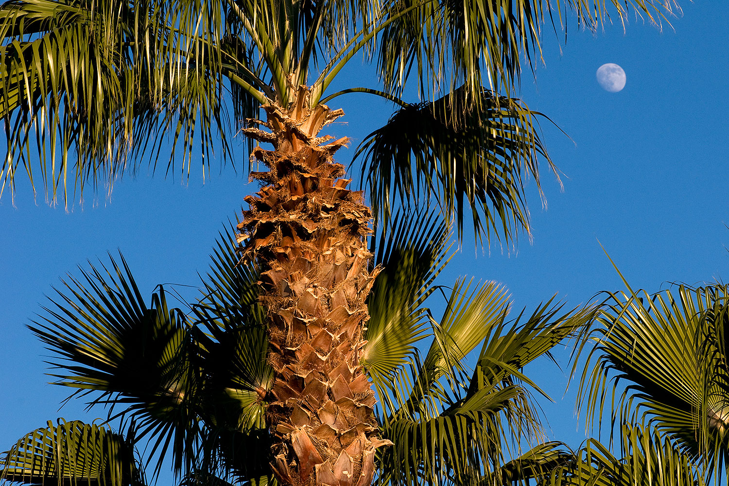 2008-12-09-tempe-kiwanis-palms-60913