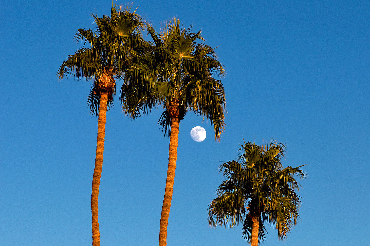 2008-12-10-tempe-kiwanis-palms-61378