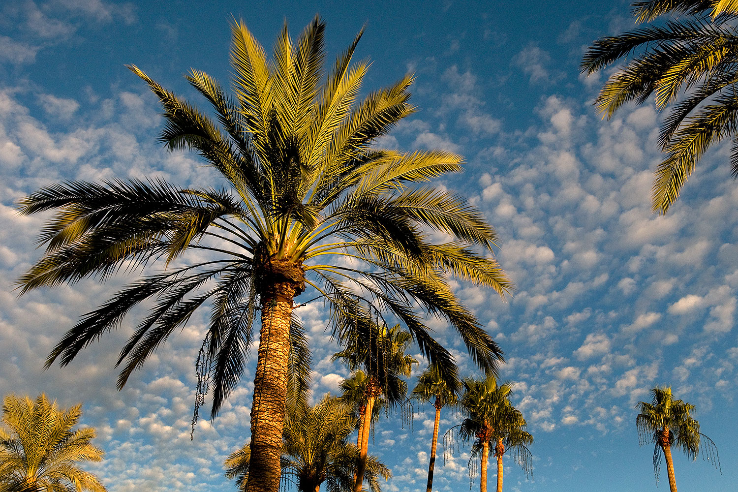 2008 12 17 mesa temple palms 64457