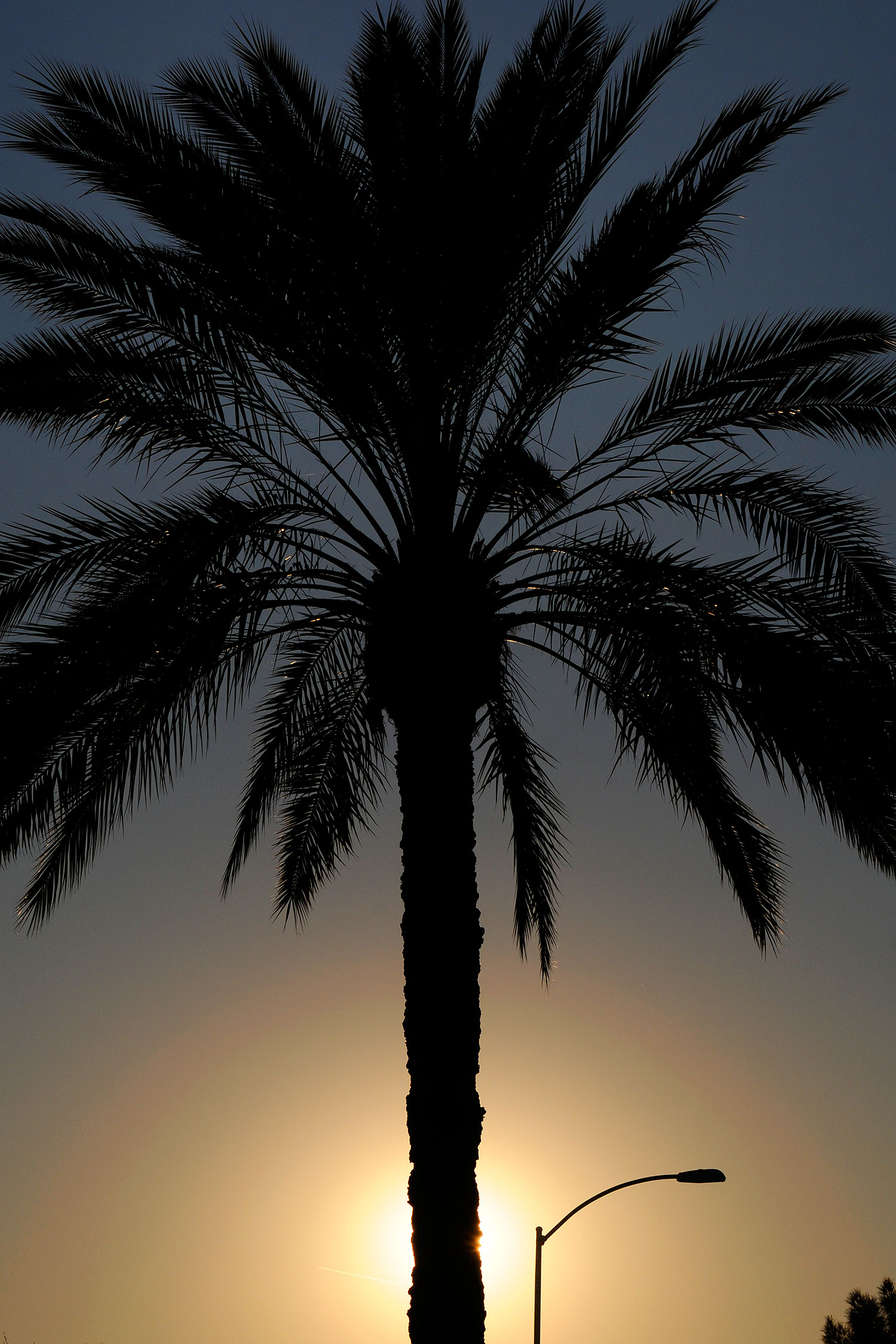 2008-12-28-mesa-temple-palm-68536v