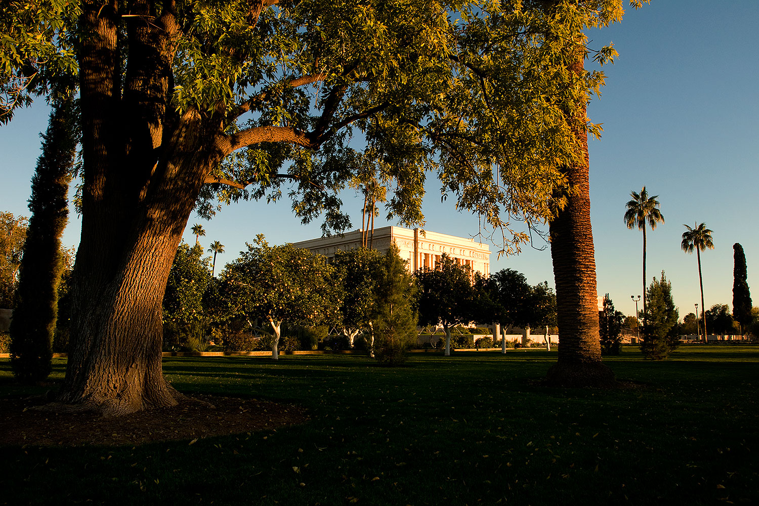 2008-12-31-mesa-temple-trees-69825