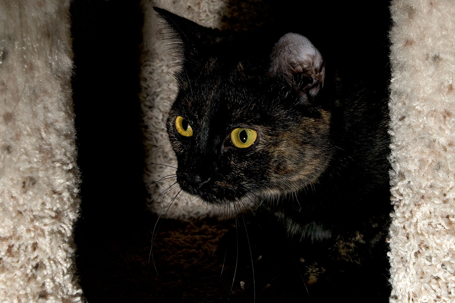 2009-01-04-tempe-sarafina-72152