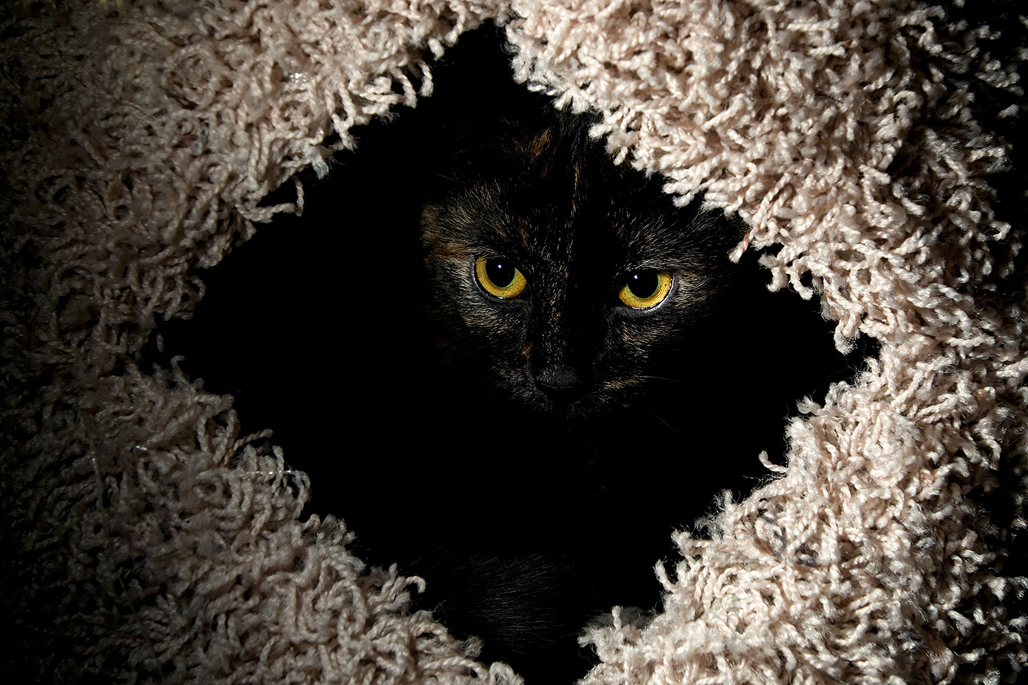 2009-01-04-tempe-sarafina-72195