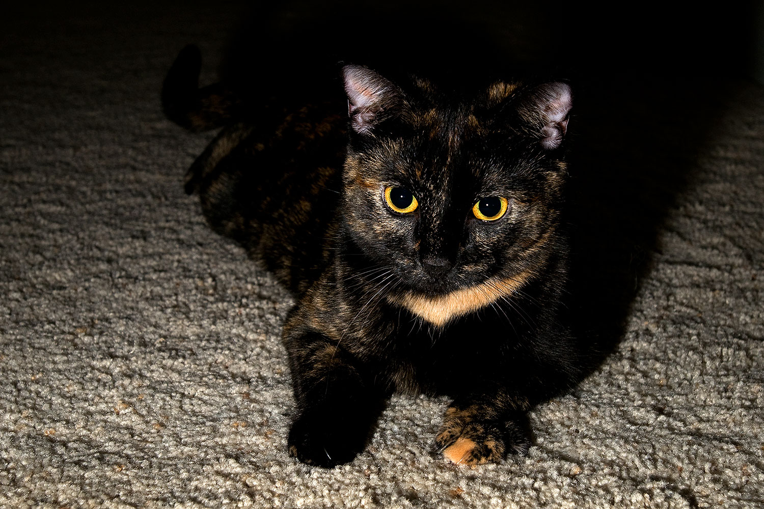 2009-01-04-tempe-sarafina-72207