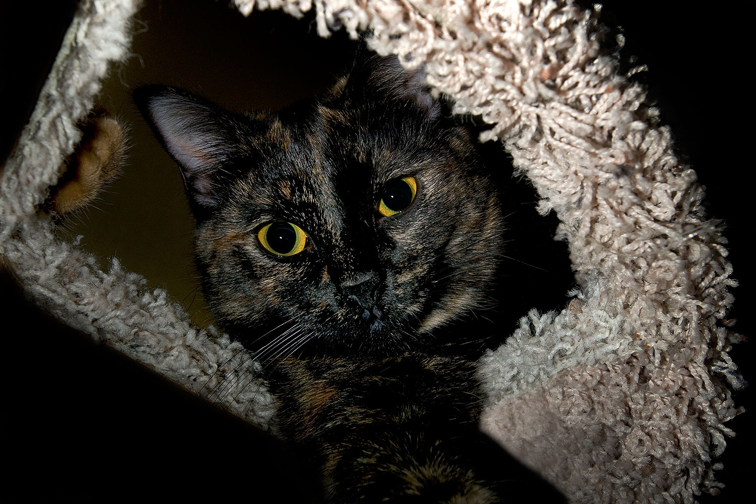 2009-01-04-tempe-sarafina-72285