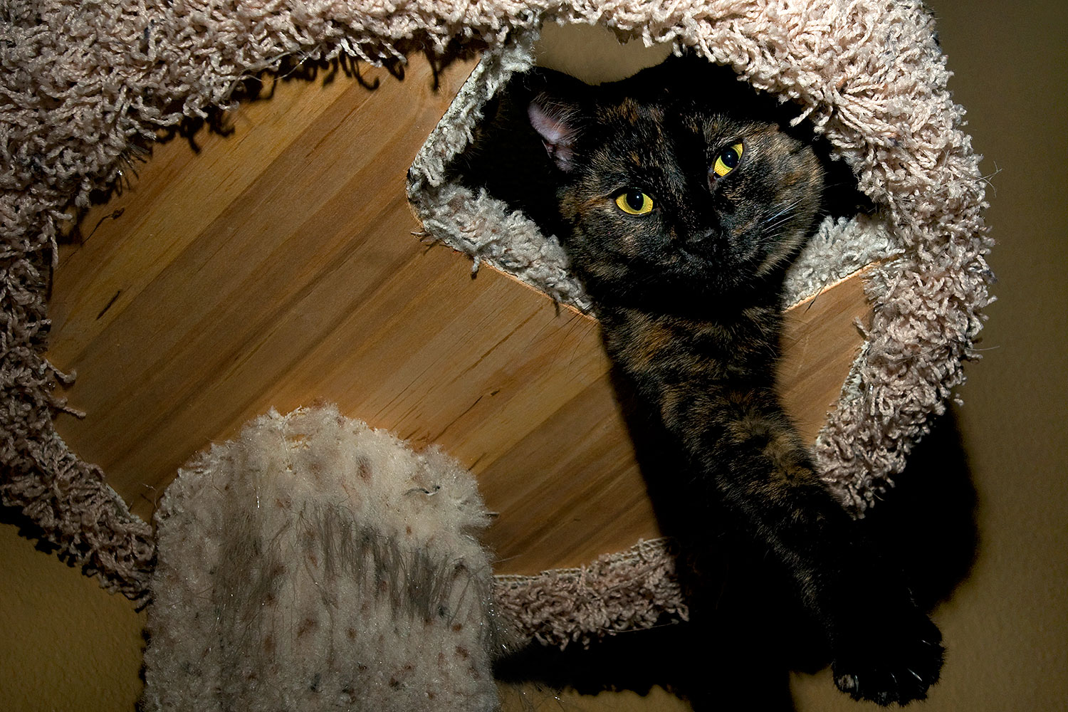 2009-01-04-tempe-sarafina-72348