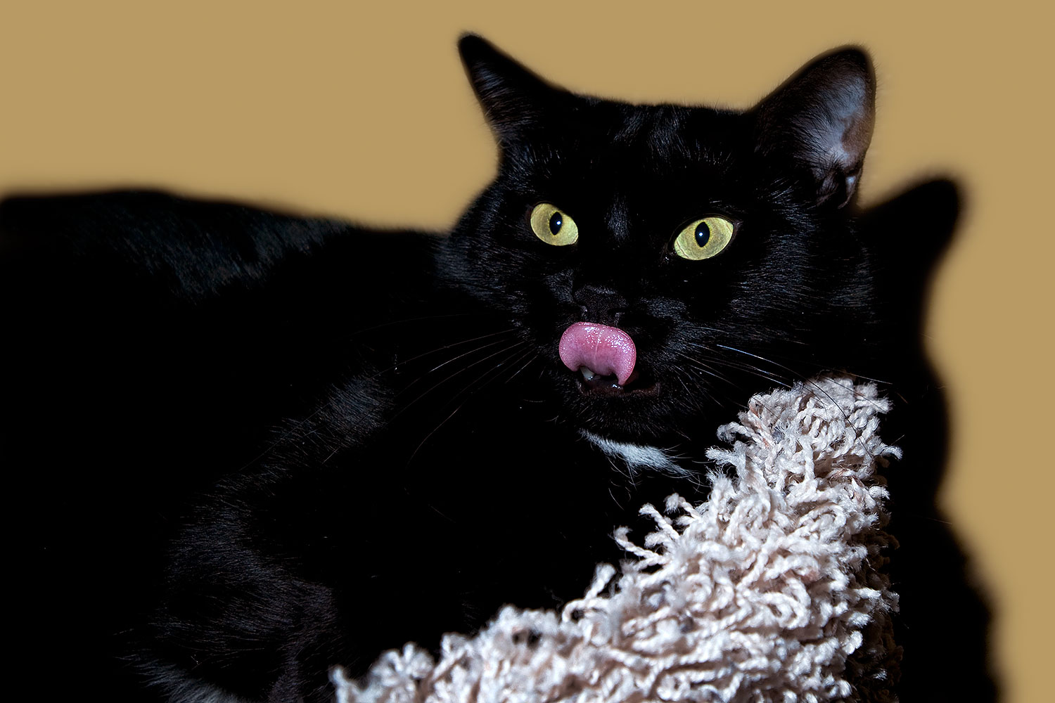 2009-01-06-tempe-hanna-73016