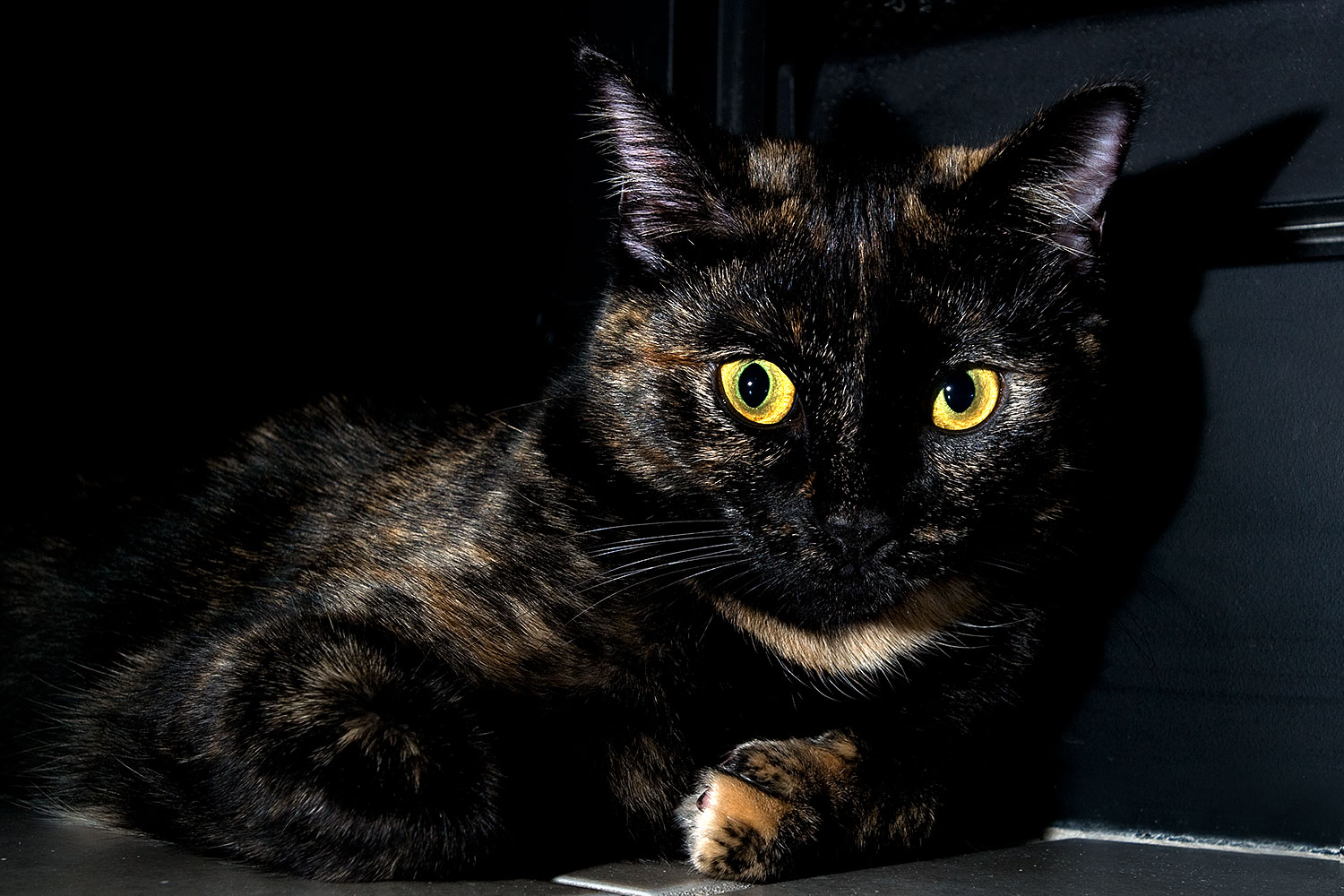 2009-01-06-tempe-sarafina-73069