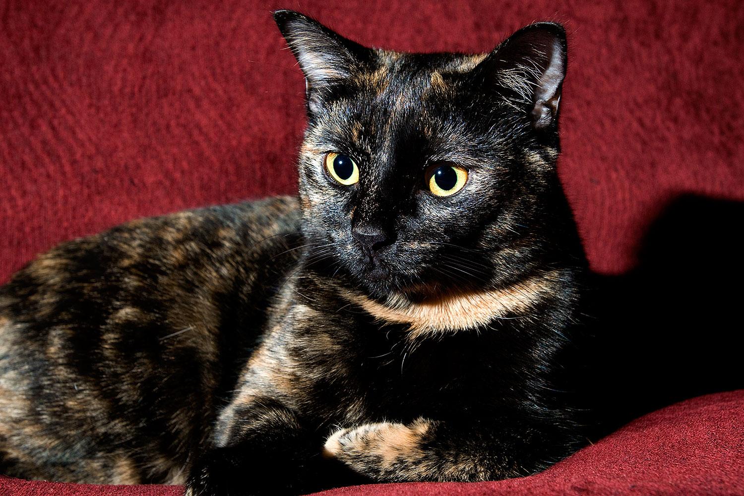 2009-01-07-tempe-sarafina-73096