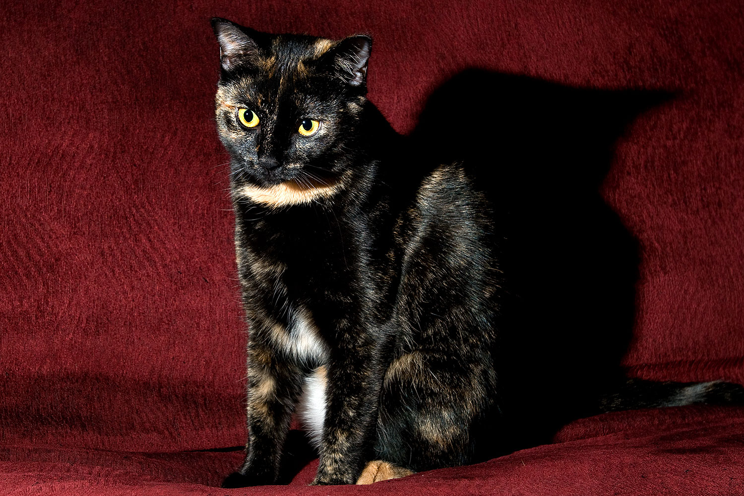 2009-01-07-tempe-sarafina-73097