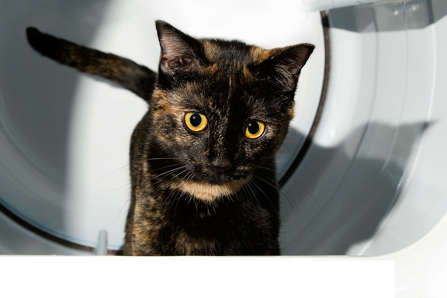 2009-01-07-tempe-sarafina-73220