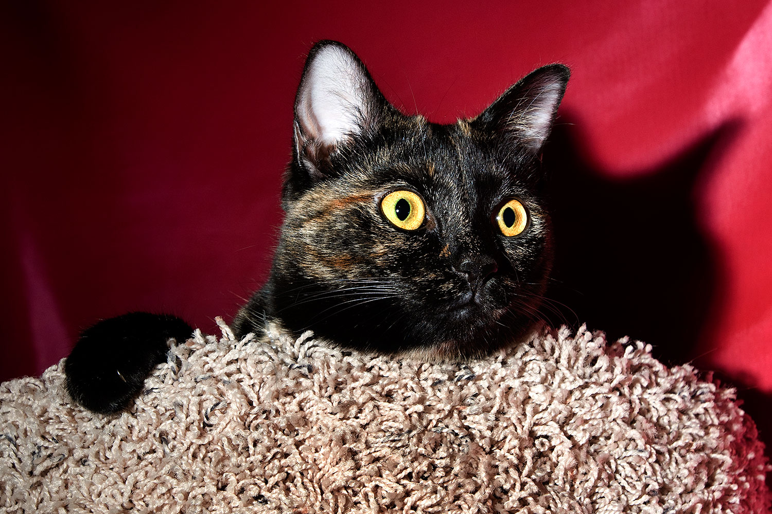 2009-01-07-tempe-sarafina-73263