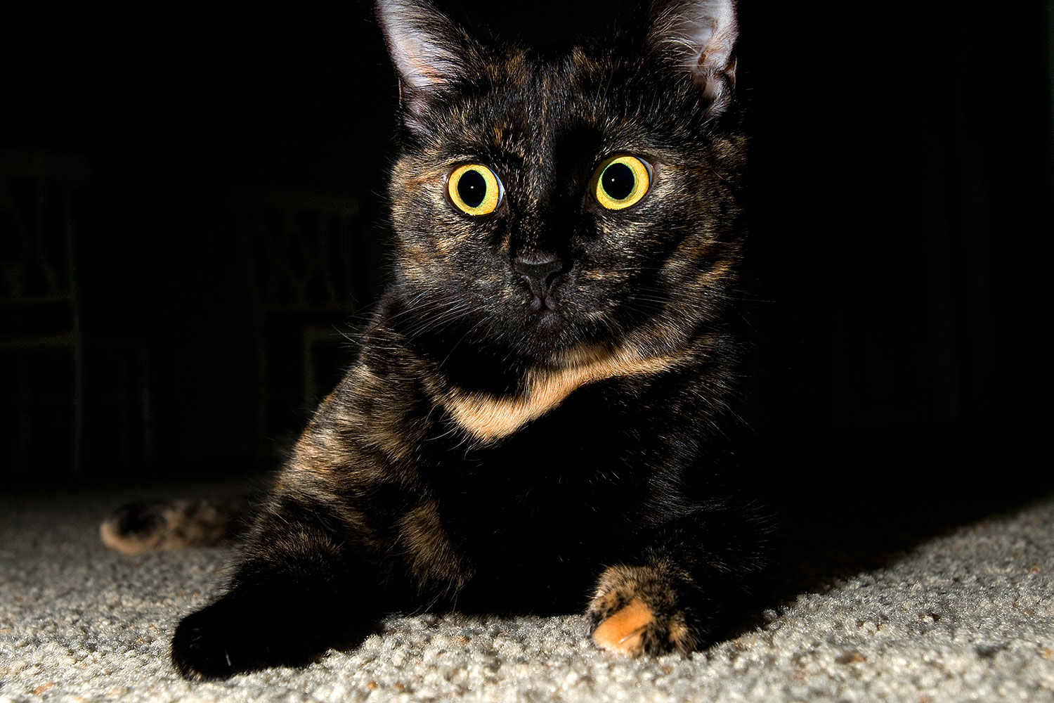 2009-01-07-tempe-sarafina-73475