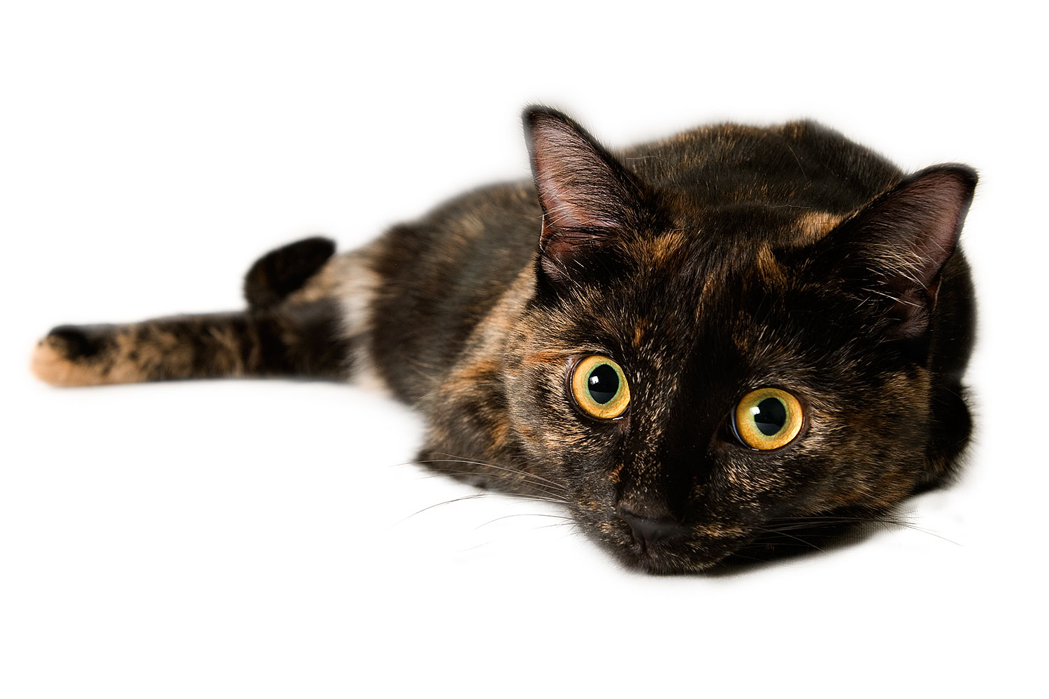 2009-01-08-tempe-saraphina-73589