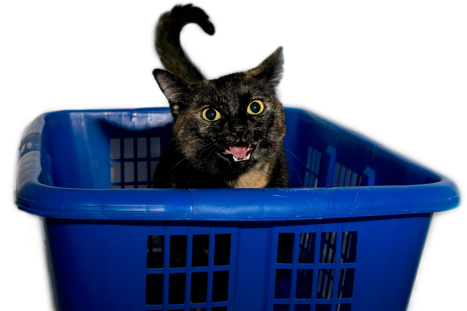 2009-01-08-tempe-saraphina-73788