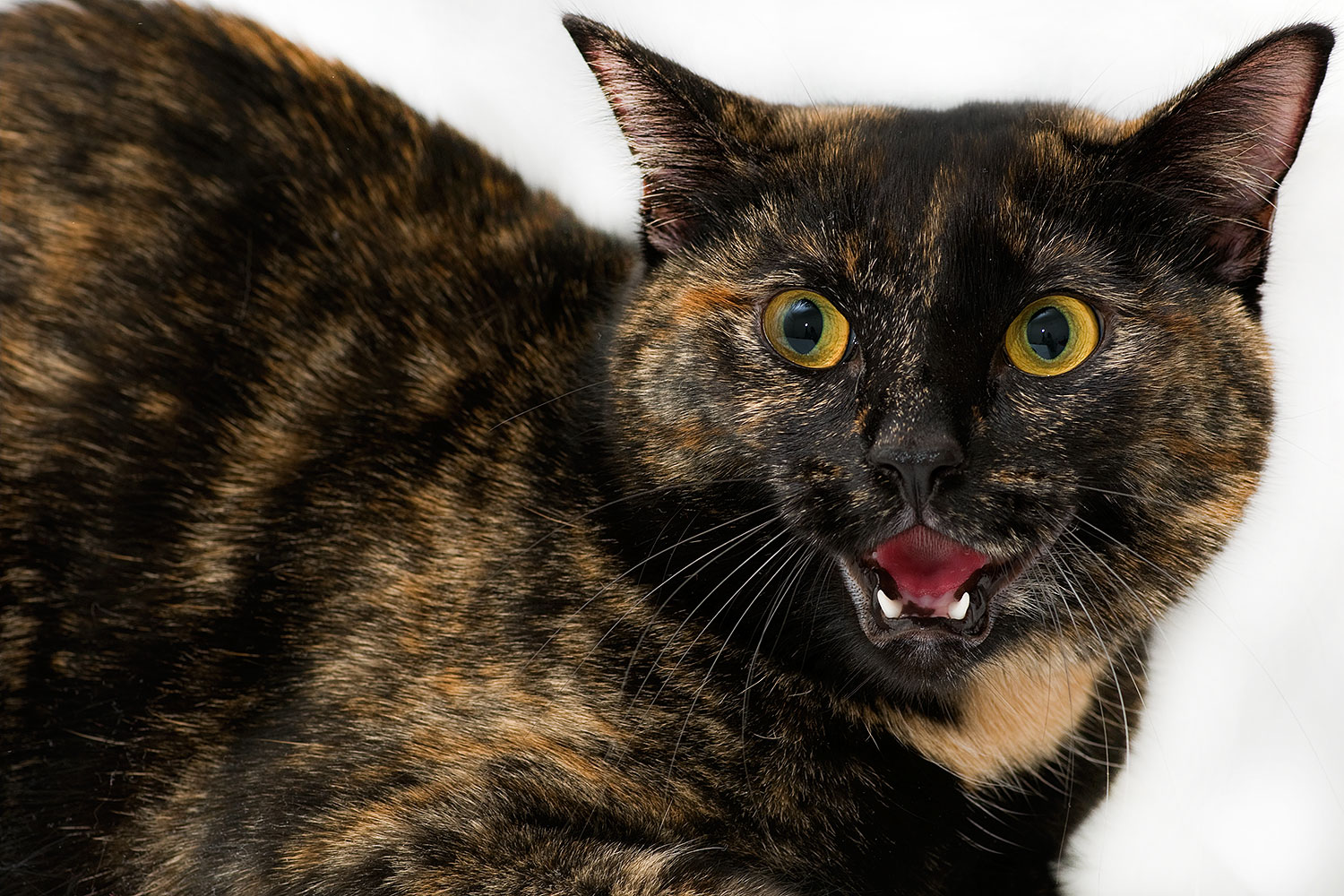 2009-01-13-tempe-saraphina-75096