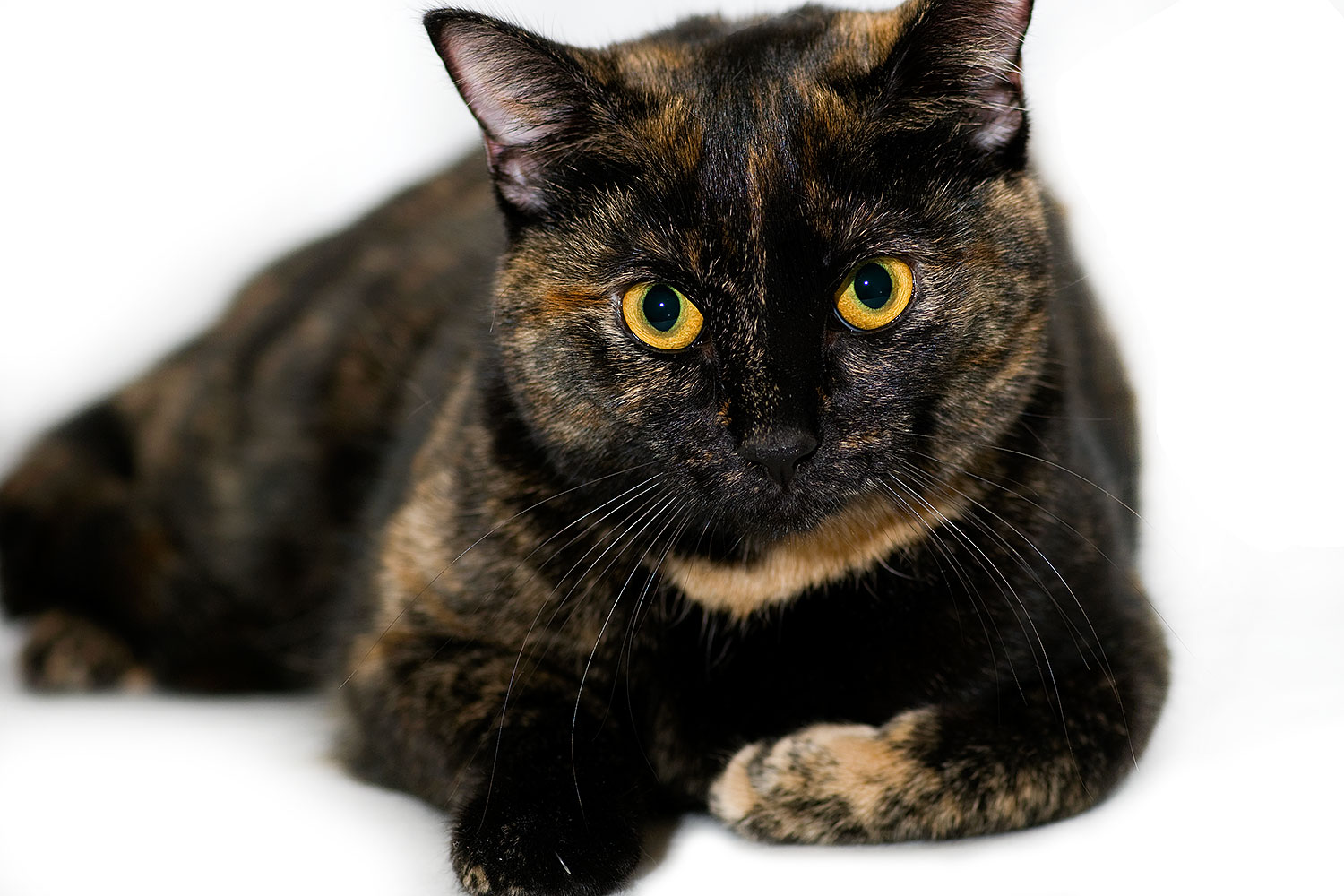 2009-01-13-tempe-saraphina-75129