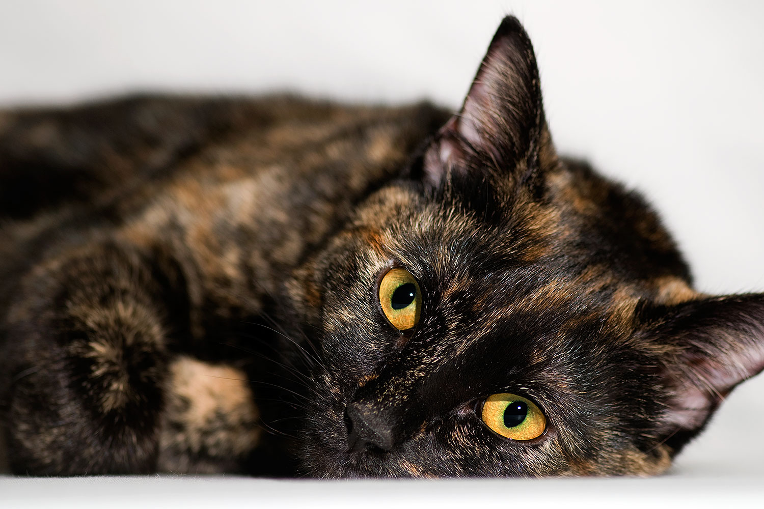 2009-01-13-tempe-saraphina-75246