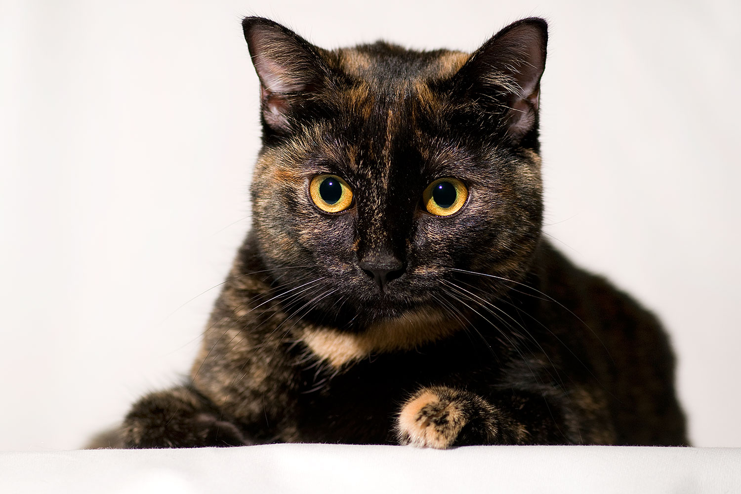 2009-01-13-tempe-saraphina-75278