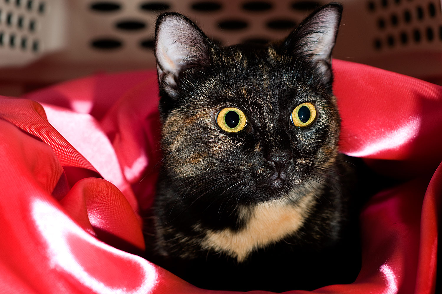 2009-01-14-tempe-saraphina-75763