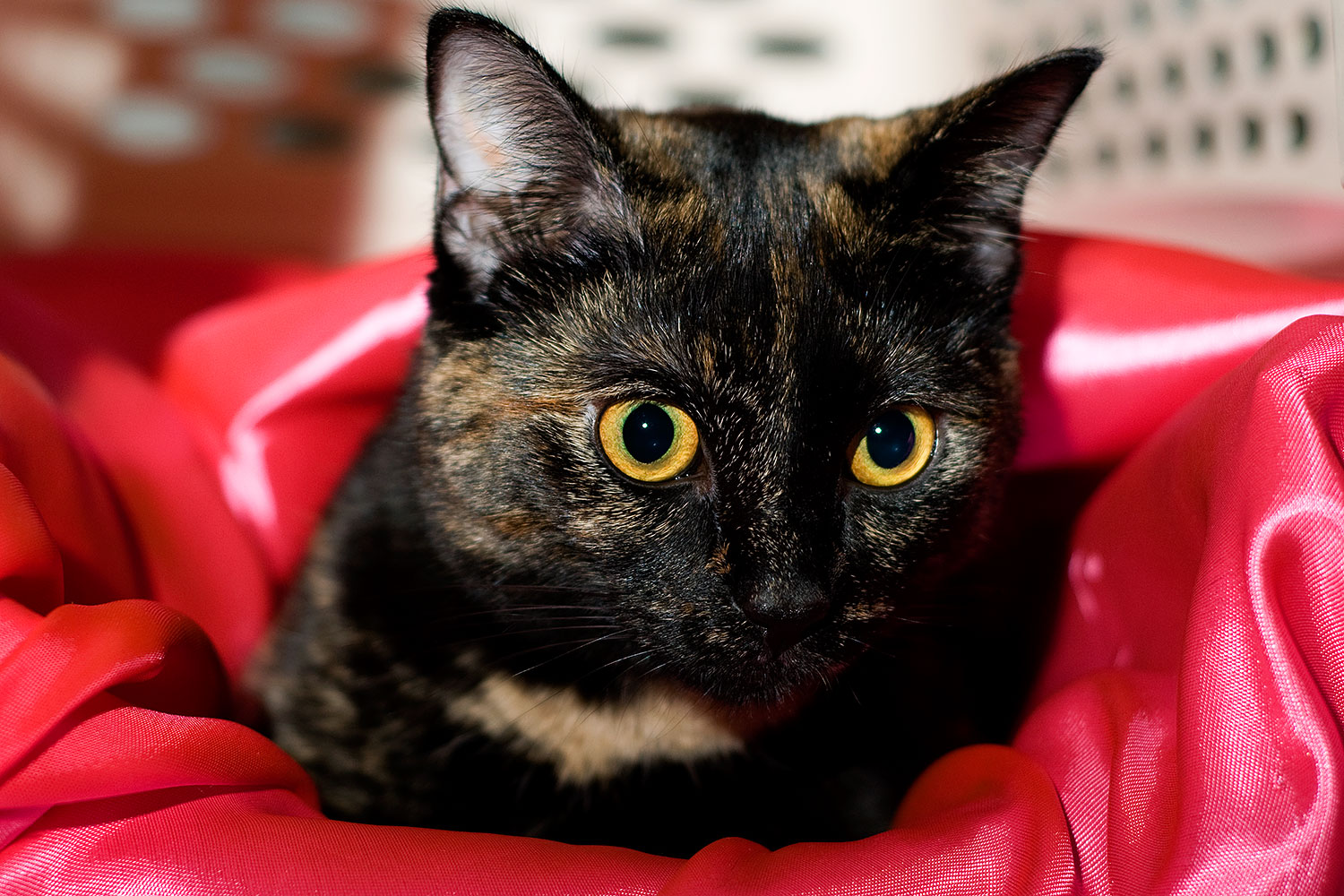 2009-01-14-tempe-saraphina-75809