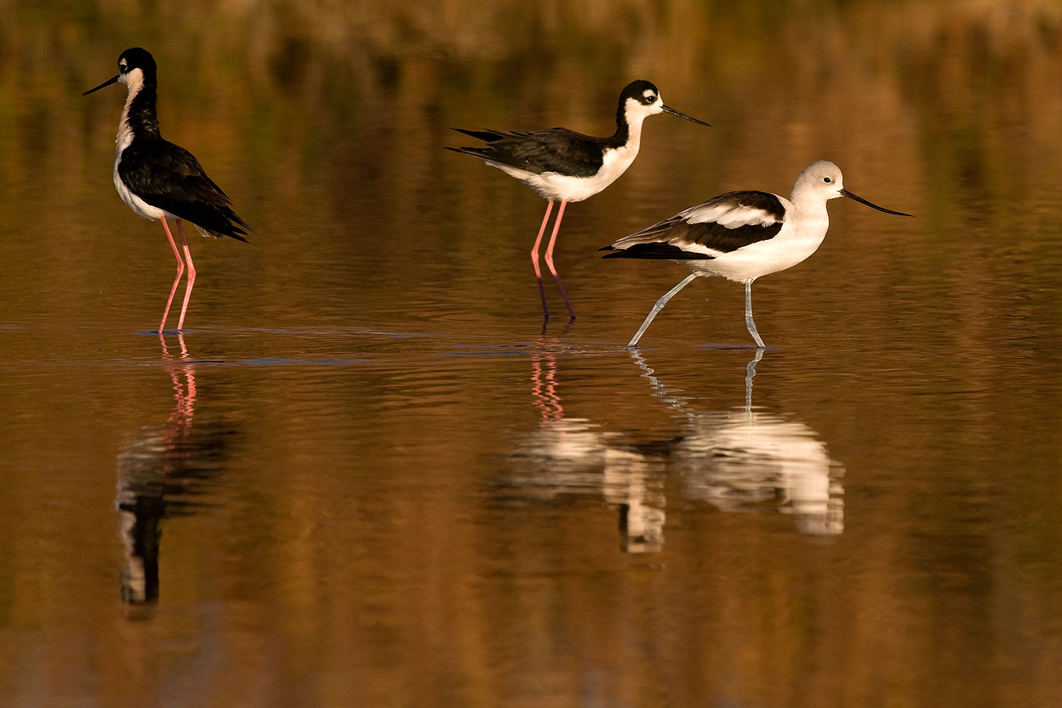 2009-01-25-gilbert-rip-avocets-80085
