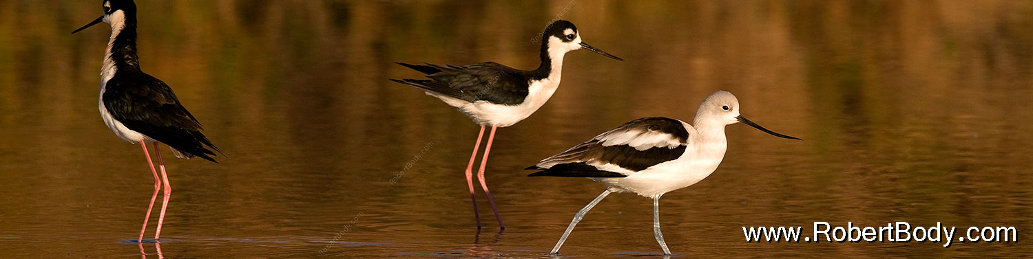2009-01-25-gilbert-rip-avocets-80085sp