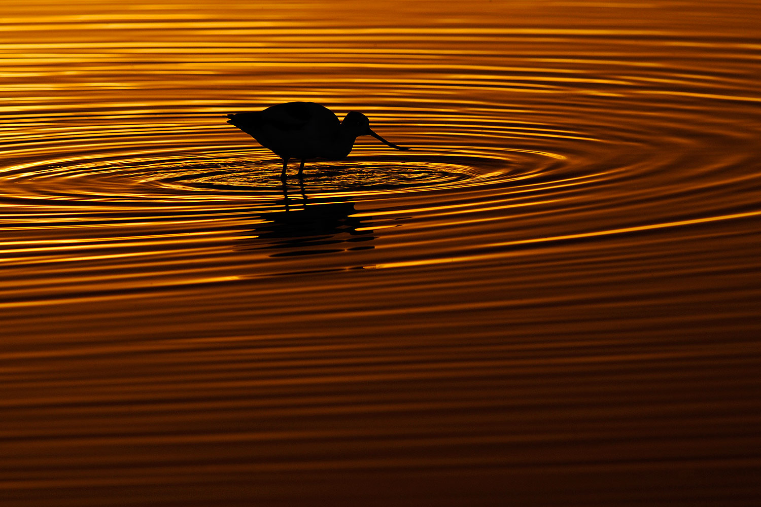 2009 02 05 riparian eve avocets 89030