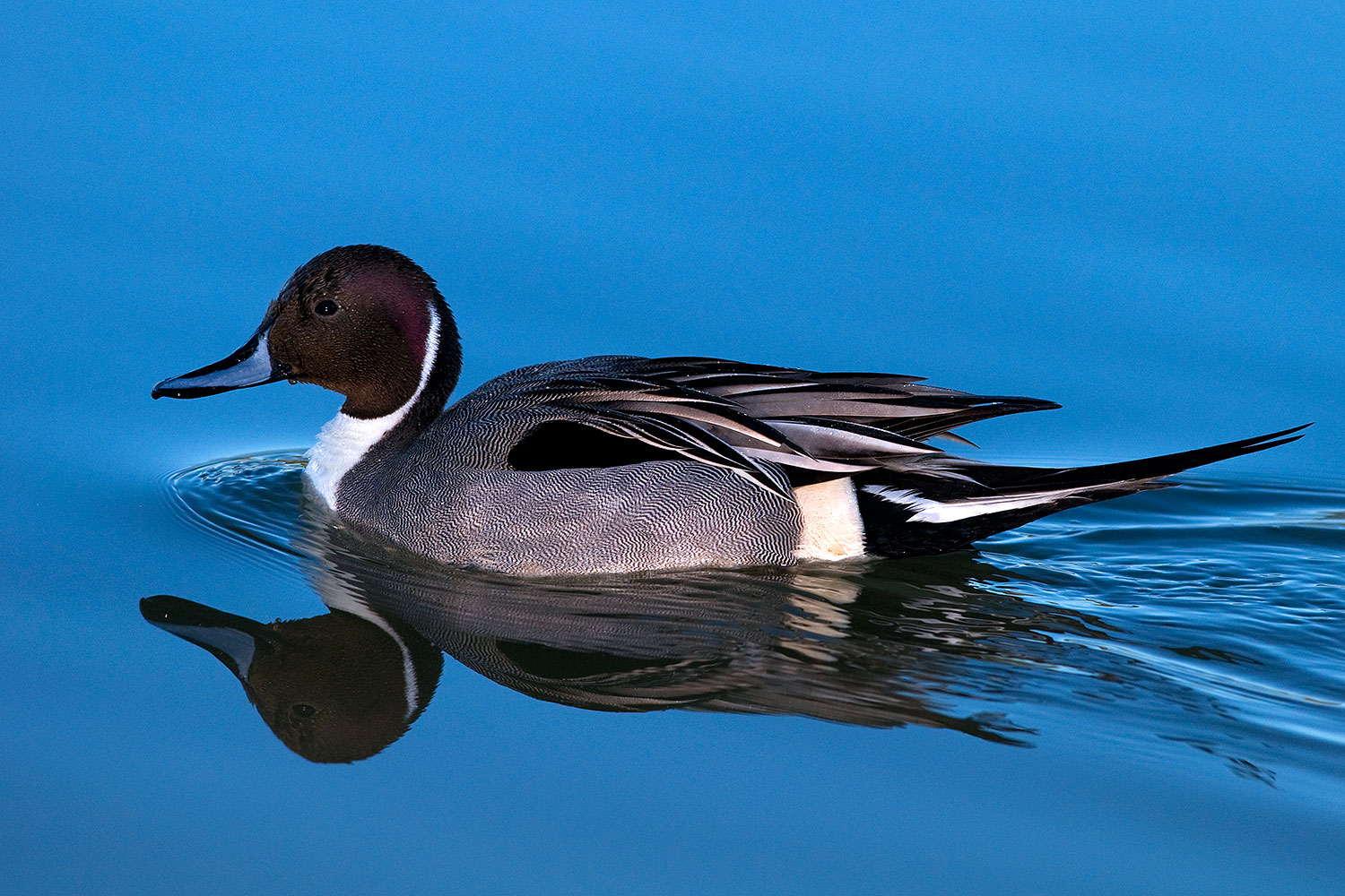 2009 02 07 riparian pintails 89707