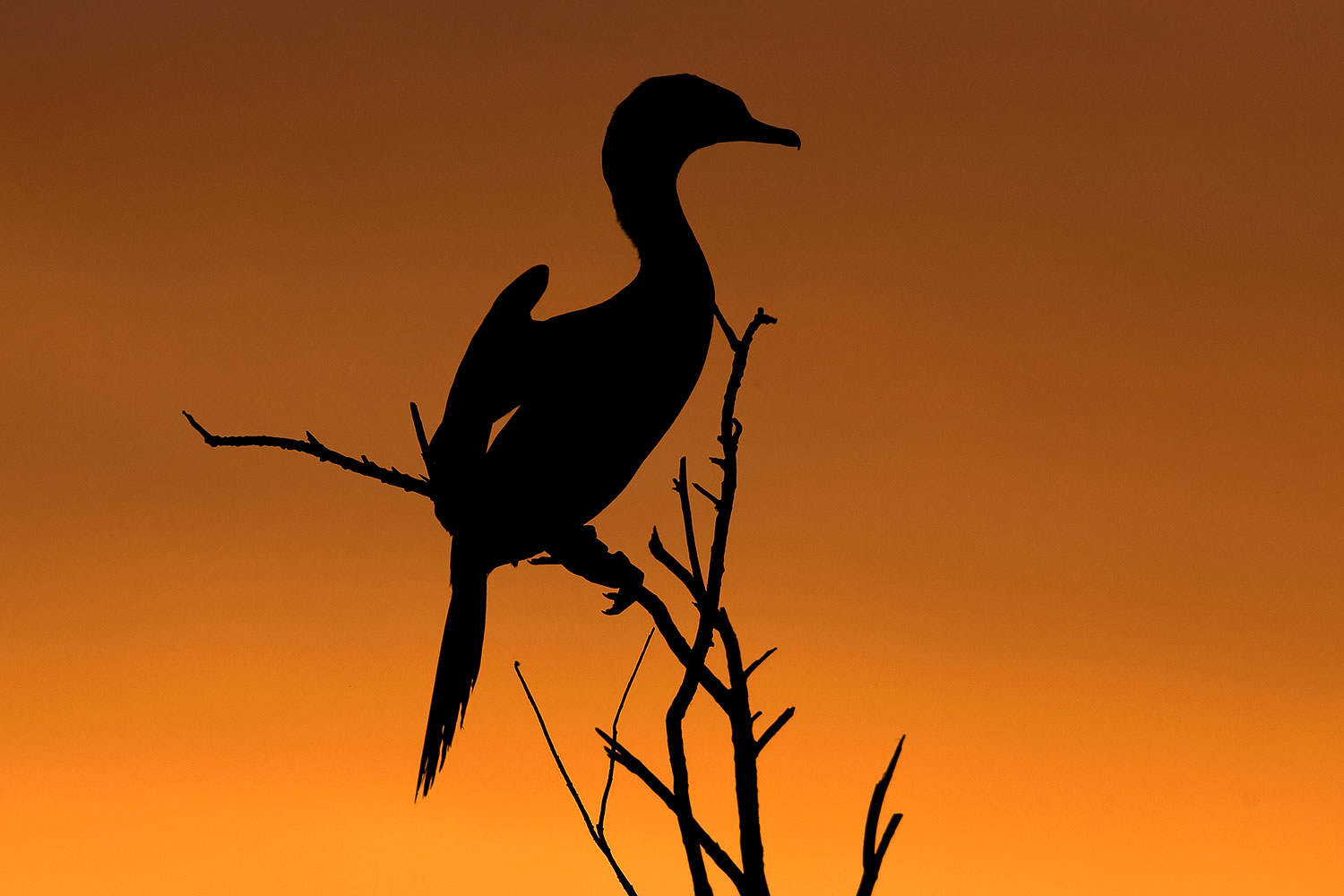 2009 02 20 riparian cormorant 40d 0593