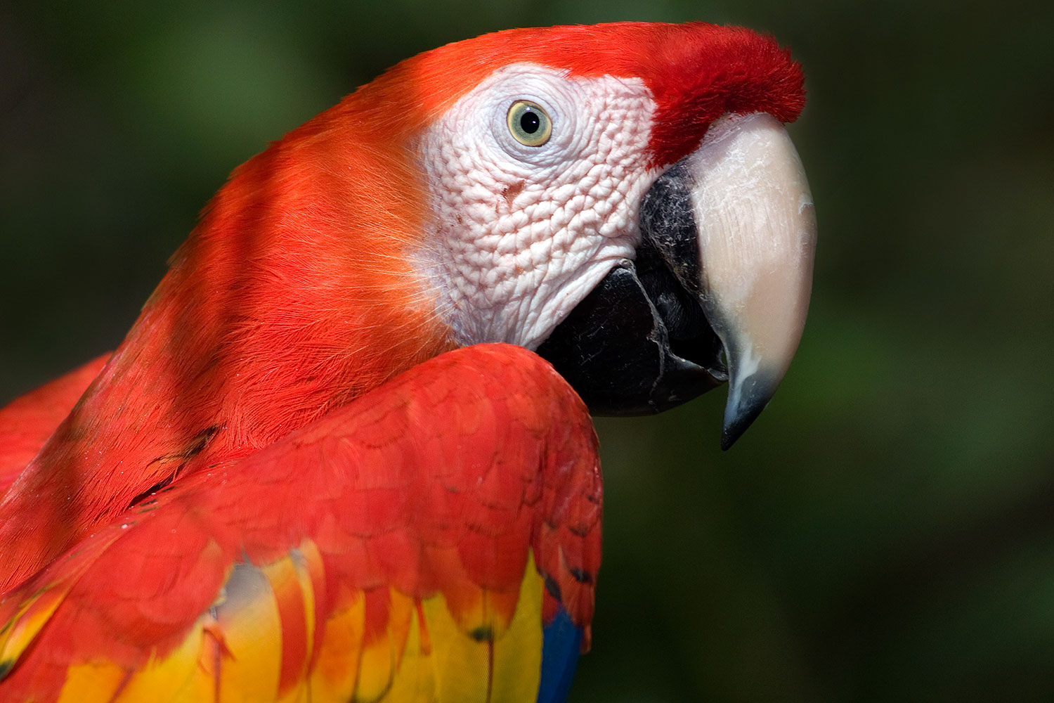 2009 02 22 phxzoo scarlet 40d 2825