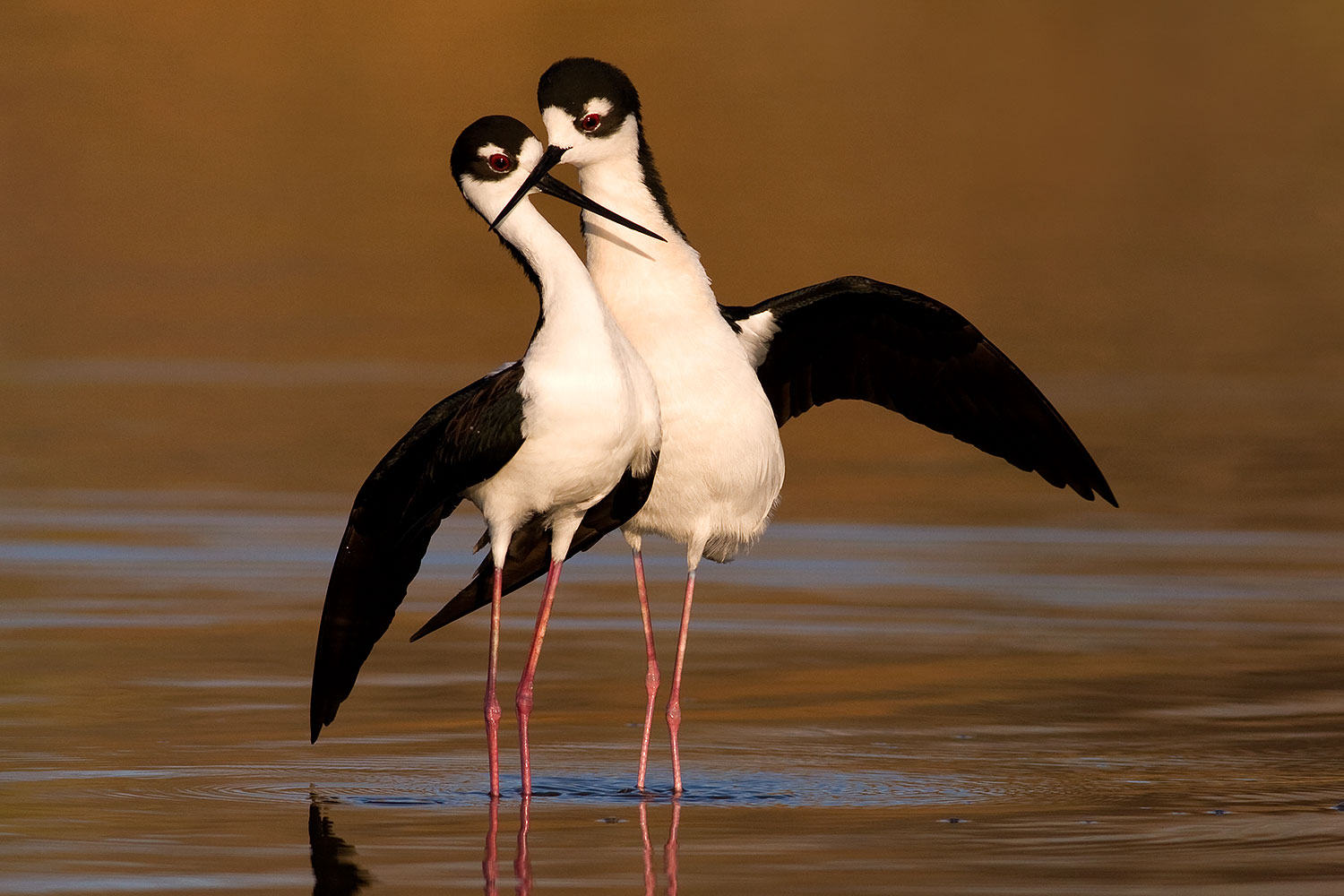 2009 02 24 riparian stilts 40d 3695