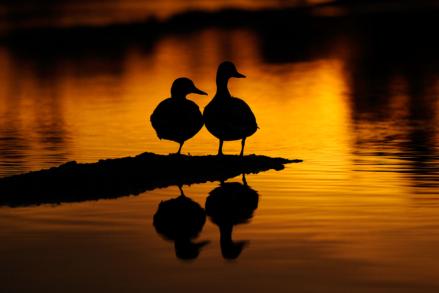 2009 02 27 riparian sunset 100601