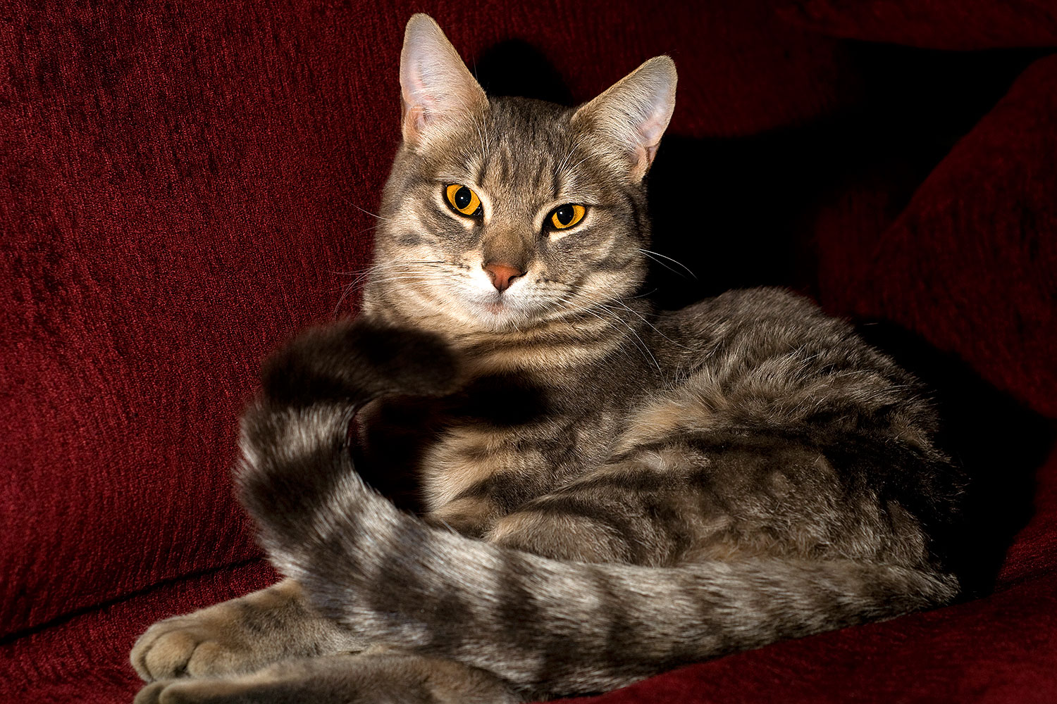 2009-03-29-tempe-ella-101954