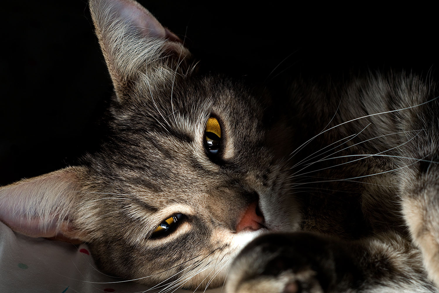 2009-03-30-tempe-ella-102035