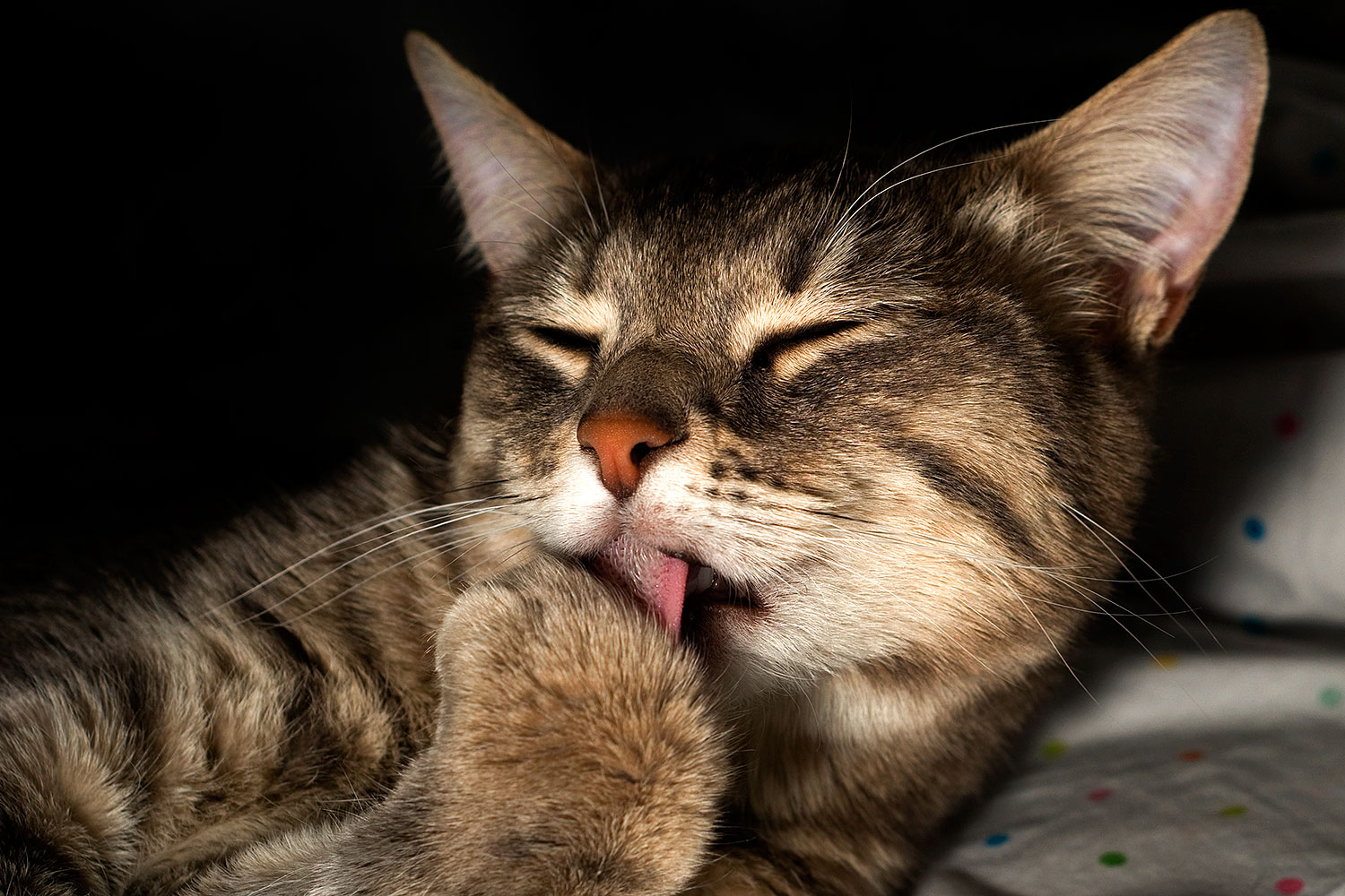 2009-04-01-tempe-ella-102346