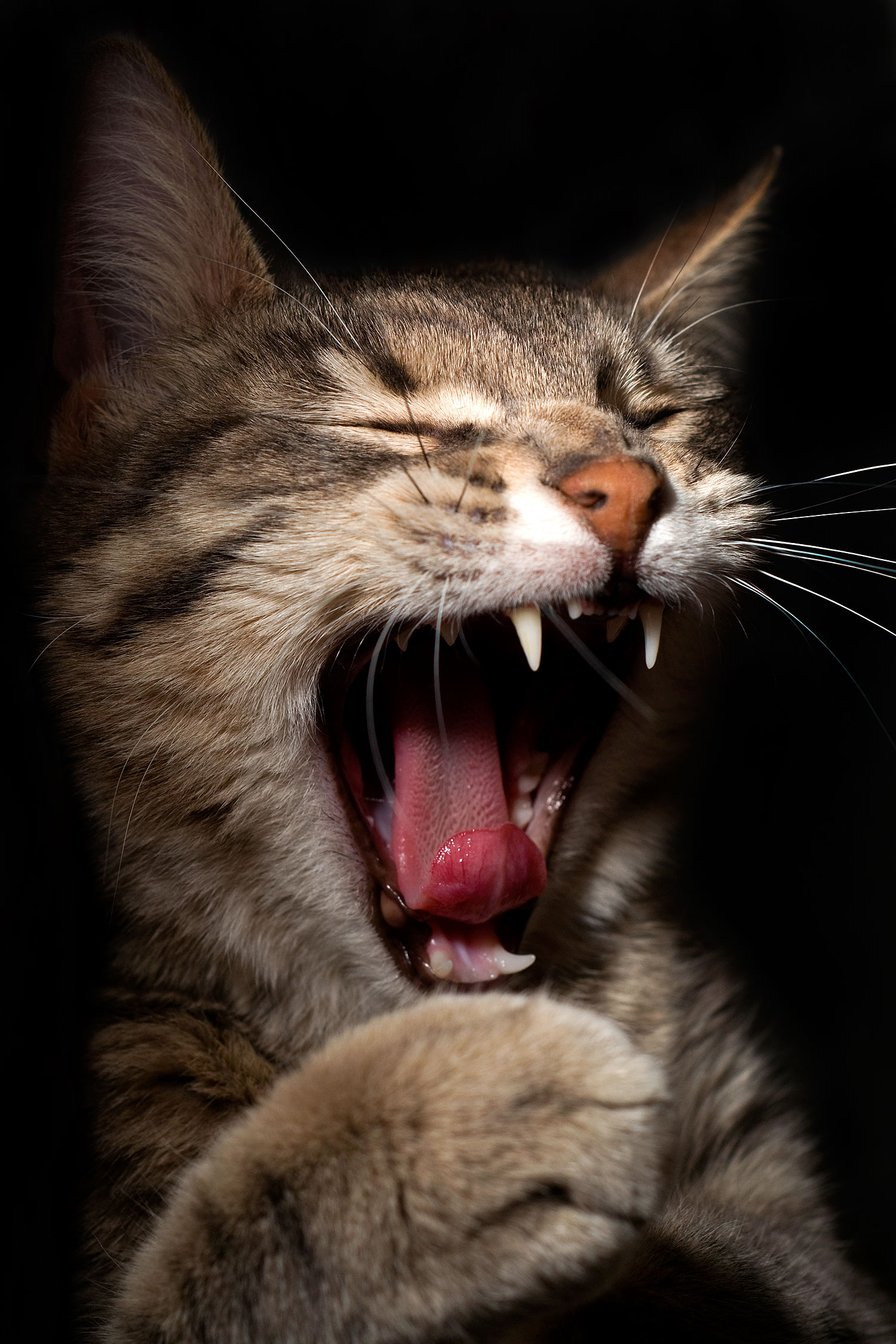 2009-04-01-tempe-ella-102391v