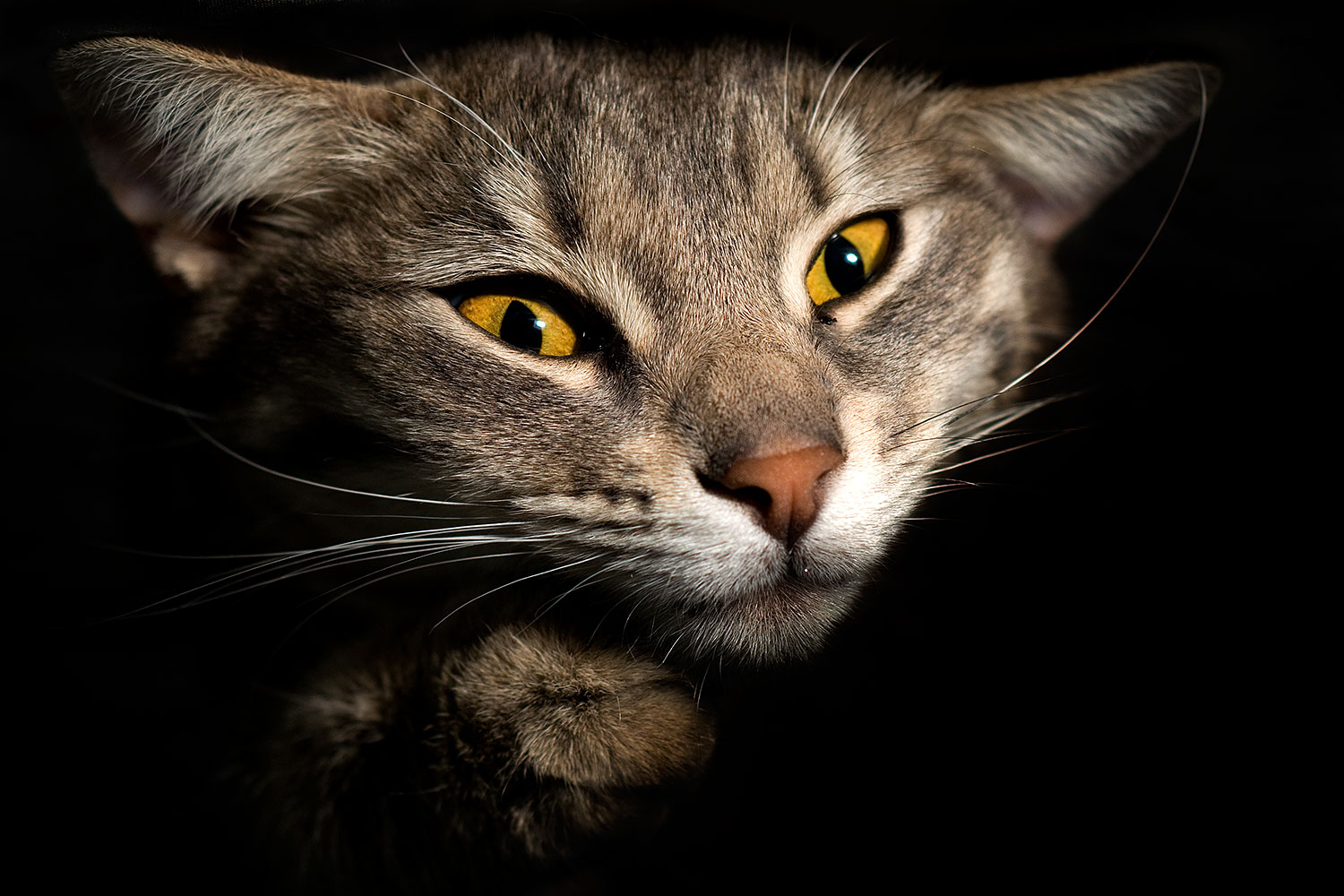 2009-04-02-tempe-ella-102574u