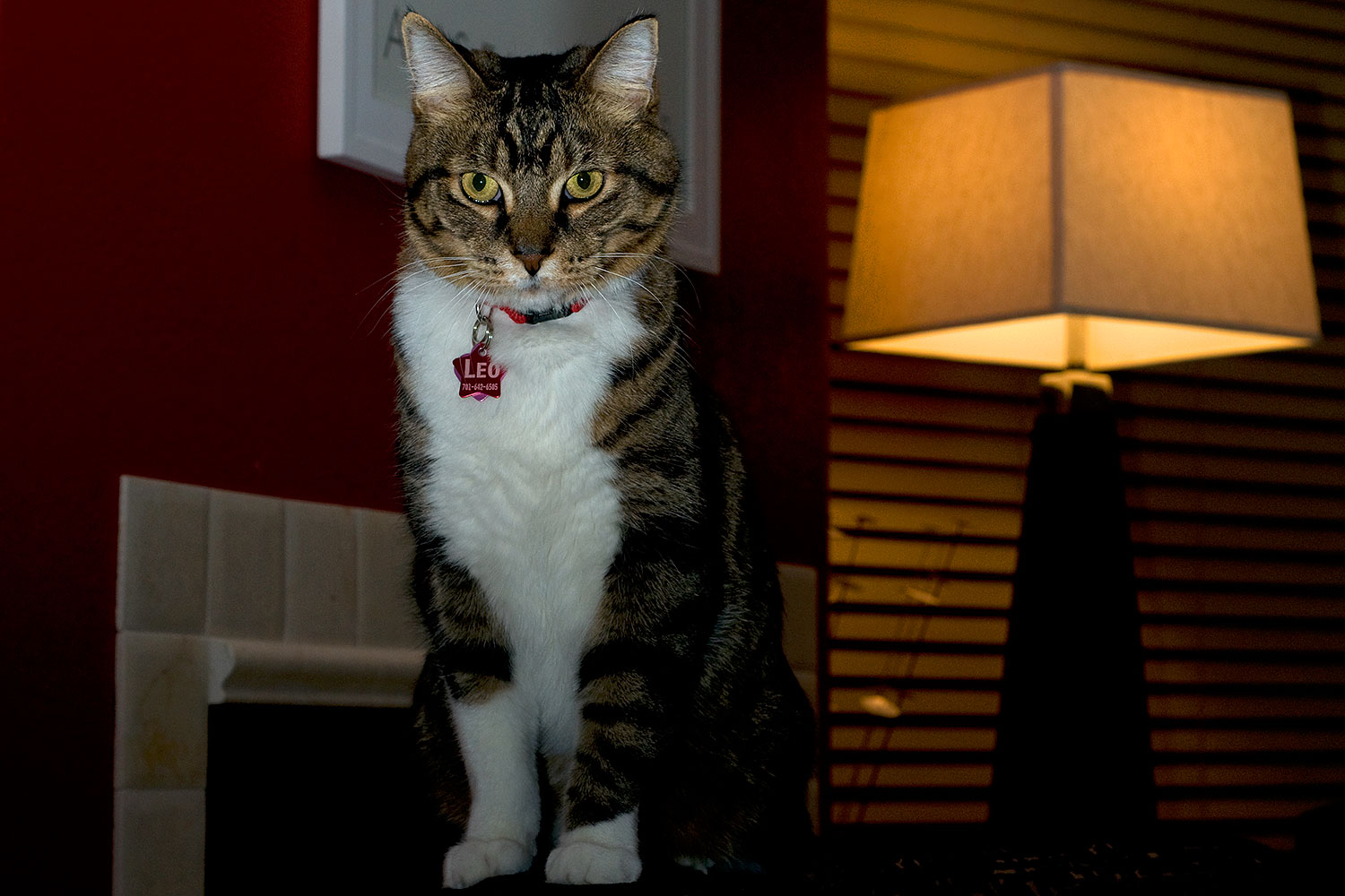 2010-01-05-mesa-leo-131558