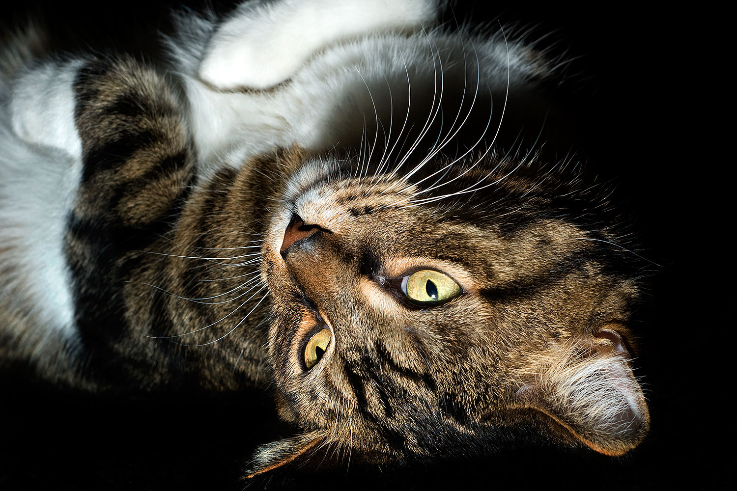 2010-01-05-mesa-leo-131583